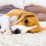 Pet stains on carpet