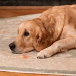 Pet stains on carpet