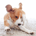 Pet stains on carpet