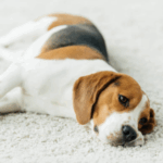 Pet stains on carpet