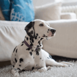 Pet stains on carpet